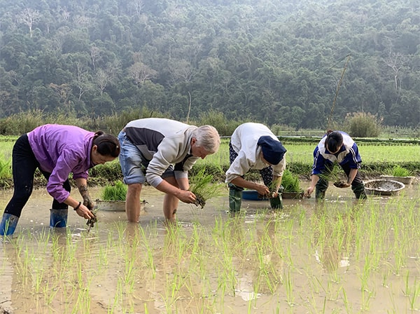 doug picking rice in paddyfield